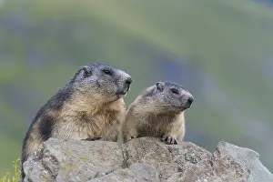 Alpine Marmot (Marmota marmota)