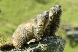 Alpine Marmot (Marmota marmota)