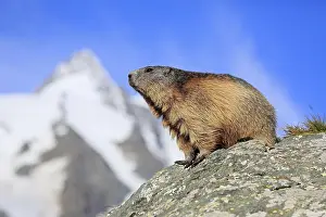 Alpine Marmot (Marmota marmota)