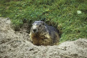 Alpine Marmot (marmota marmota)