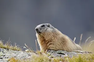 Alpine marmot (Marmota marmota)