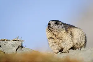 Alpine marmot (Marmota marmota)