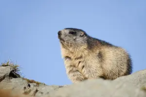 Alpine marmot (Marmota marmota)