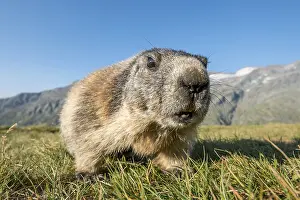 Alpine marmot (Marmota marmota)