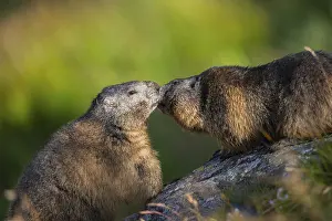 Alpine marmot (Marmota marmota) in autumn