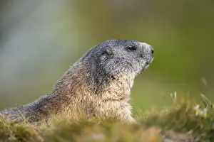 Alpine marmot (Marmota marmota) in autumn