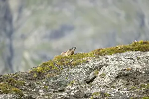 Alpine marmot (Marmota marmota) in autumn