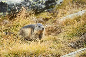 Alpine marmot (Marmota marmota) in late autumn