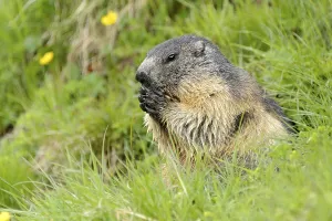 Alpine marmot (Marmota Marmota) in meadow