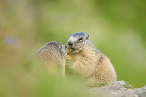 Alpine marmot (Marmota marmota) on a meadow in summer