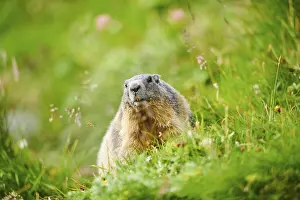 Alpine marmot (Marmota marmota) on a meadow in summer