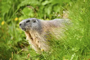 Alpine marmot (Marmota marmota) on a meadow in summer
