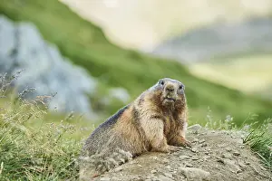 Alpine marmot (Marmota marmota) on a meadow in summer