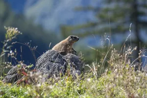 Alpine marmot (Marmota marmota) on the Priesbergalm in Berchtesgaden National Park