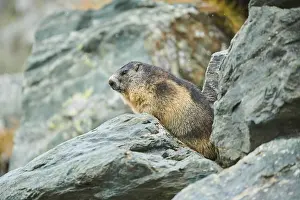 Alpine marmot (Marmota marmota) on a rock in late autumn
