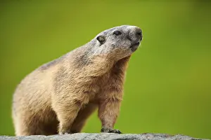 Alpine marmot (Marmota marmota) on a rock in summer