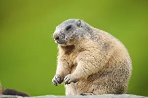 Alpine marmot (Marmota marmota) on a rock in summer