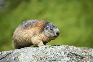 Alpine marmot (Marmota marmota) on a rock in summer