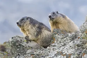 Alpine Marmot (Marmota marmota) on rocks