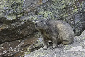 Alpine Marmot (Marmota marmota) on rocks