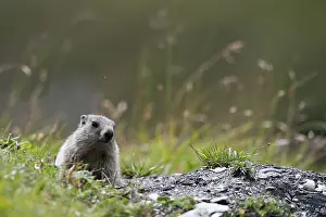 Alpine marmot (Marmota marmota) sitting next to its burrow