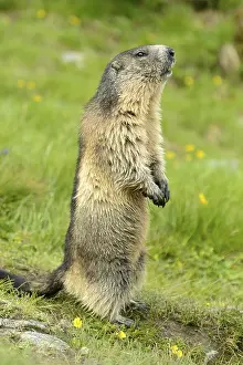 Alpine marmot (Marmota Marmota) standing in meadow