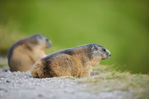 Alpine marmot (Marmota marmota) beside a trail in summer