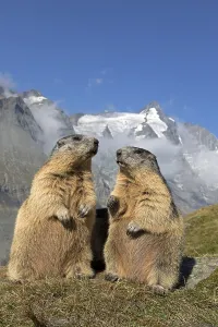 Alpine marmot, marmots (Marmota marmota) in front of Grossglockner