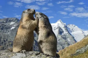 Alpine marmots (Marmota marmota)