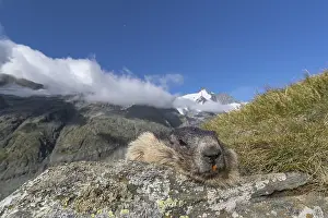 One Alpine Marmots, Marmota marmota