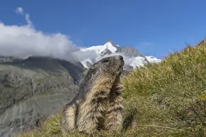 One Alpine Marmots, Marmota marmota
