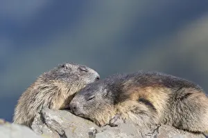 Two Alpine Marmots, Marmota marmota