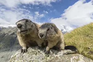 Two Alpine Marmots, Marmota marmota