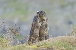 Alpine Marmots (Marmota marmota)