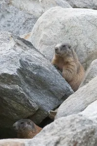 Alpine Marmots (Marmota marmota) between boulders