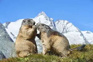 Alpine marmots (Marmota marmota) on a meadow with blue sky in the background in summer