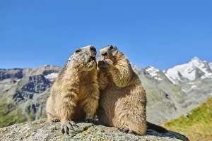 Alpine marmots (Marmota marmota) on a rock with mountains and blue sky in the background in summer