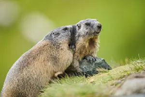 Alpine marmots (Marmota marmota) on a rock in summer