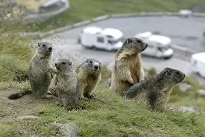 Alpine Marmots (Marmota marmota) with youngs