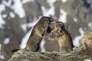 Two Alpine Marmots playfighting