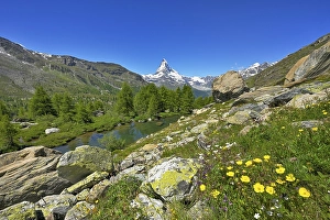Category Mountain Landscapes Prints: Alpine meadow of blossoming yellow flowers at the Grindjisee