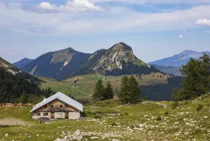 Alpine meadow with cows and alpine hut on the Trattbergalm with Gennerhorn