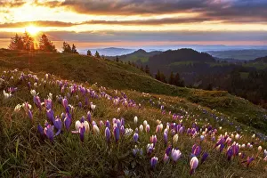 Alpine meadow with flowering crocuses (Crocus vernus)