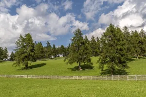 Alpine meadow with larch forest and traditional pasture fence in South Tyrol