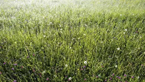 Alpine meadow, Lorettowiesen near Oberstdorf