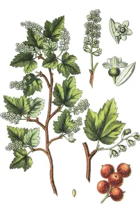 Alpine or Mountain Currant (Ribes alpinum)