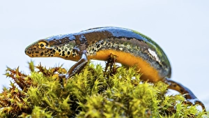 Alpine newt (Ichthyosaura alpestris)