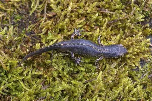 Alpine newt (Ichthyosaura alpestris)
