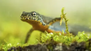 Alpine newt (Ichthyosaura alpestris)