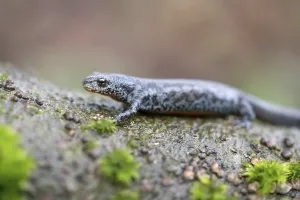 Alpine newt (Ichthyosaura alpestris)